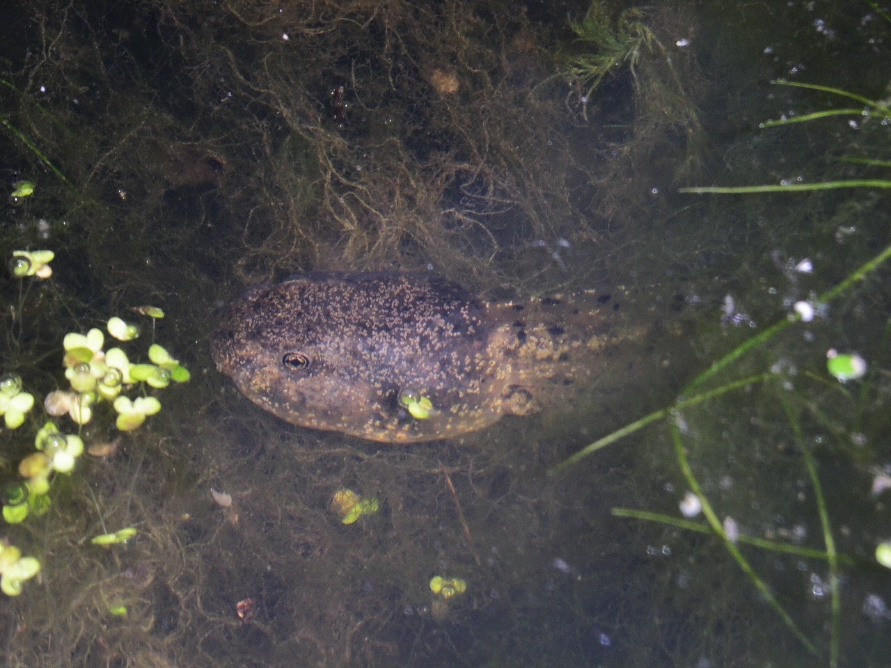 Tétard d'alyte ©W.Ratel