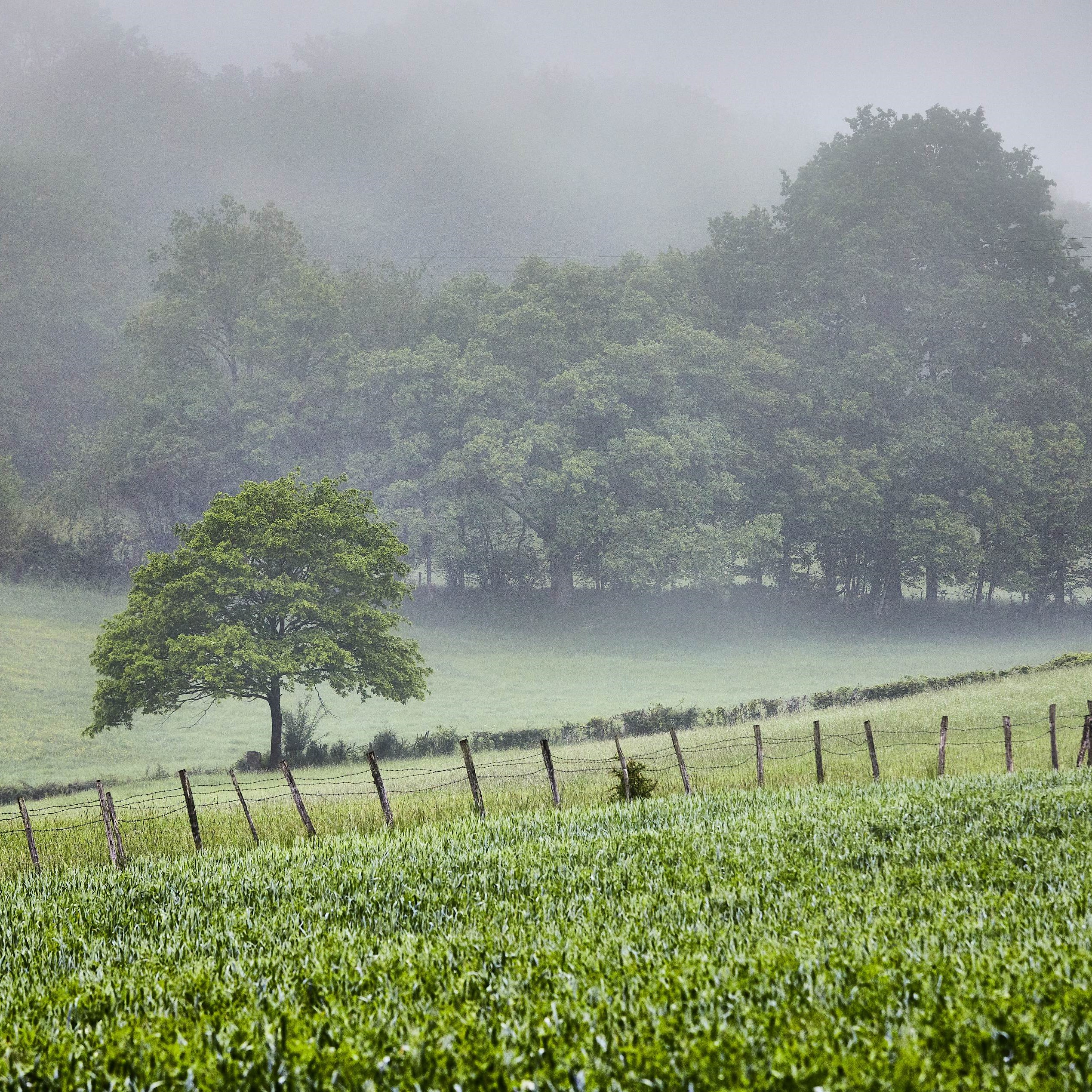 Paysage de la Limargue