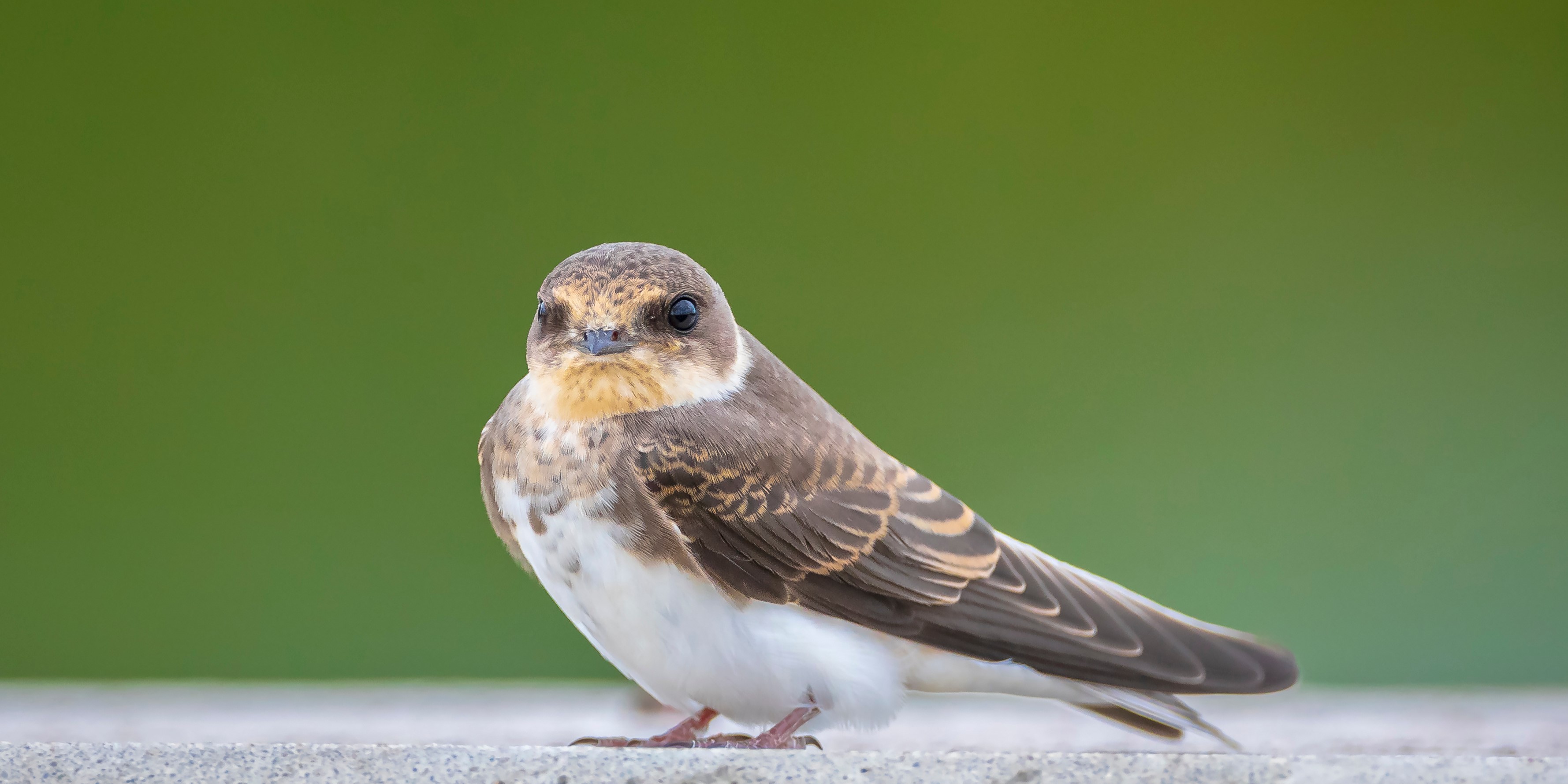 Hirondelle de rivage ©123RF