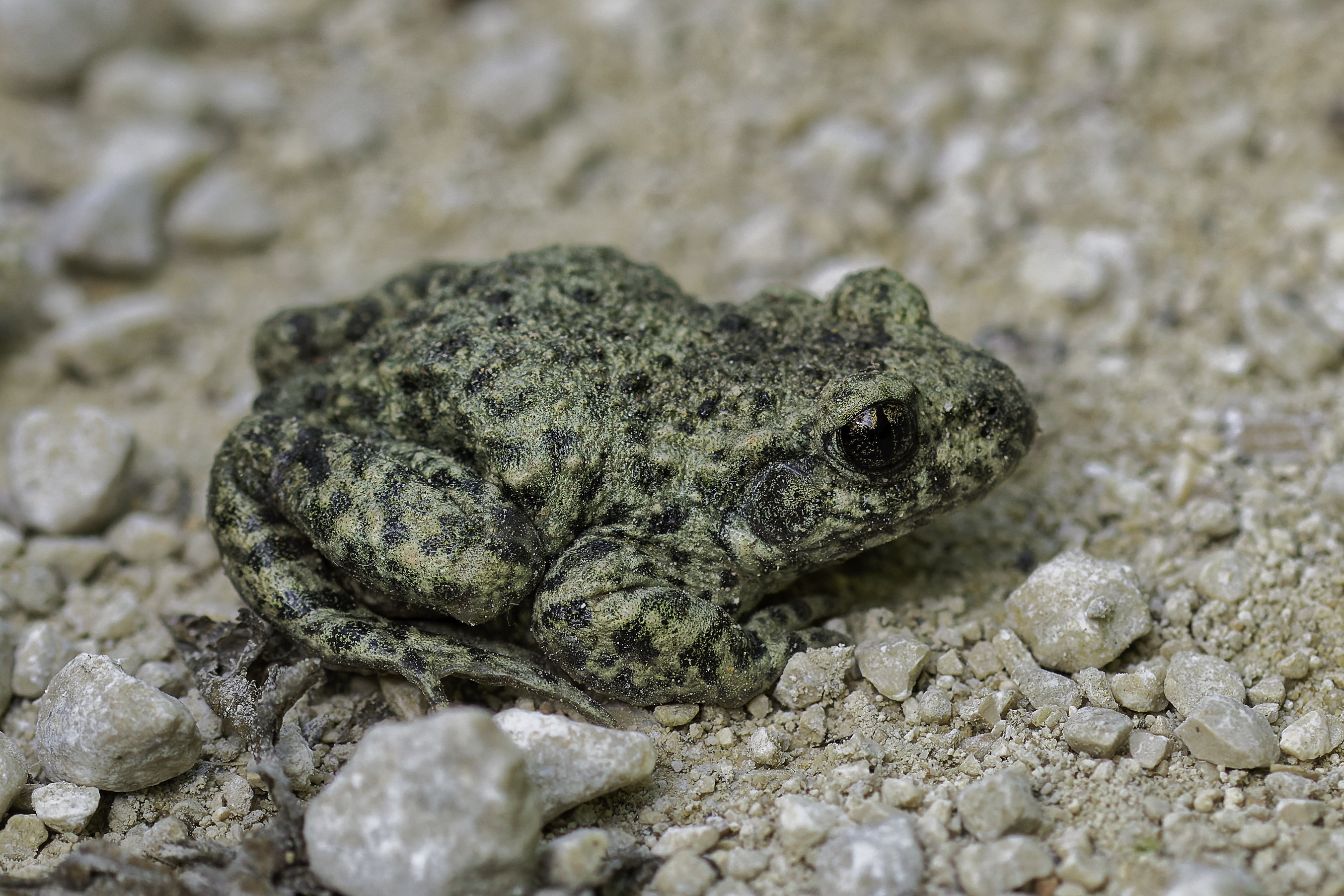 ©Isabelle Cros - Quercy animalier