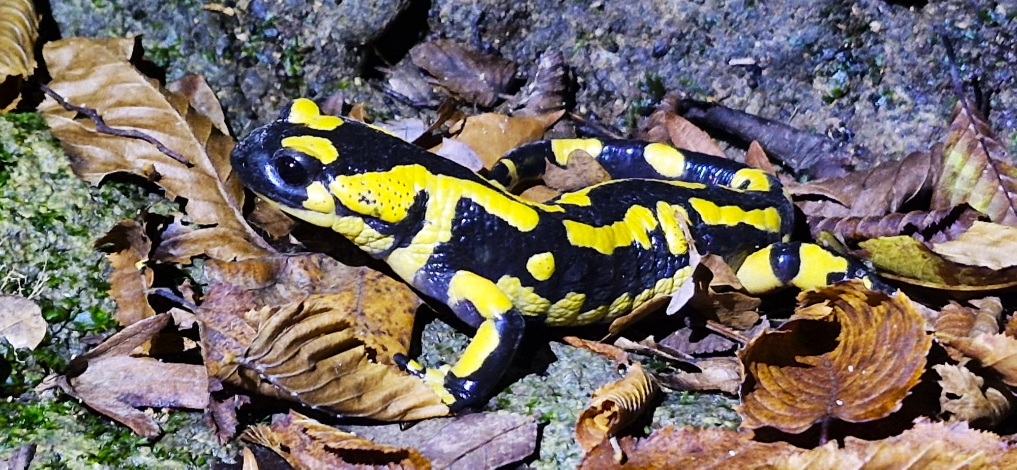 Salamandre tâchetée (c) C.Pulimeni (c) Département du Lot