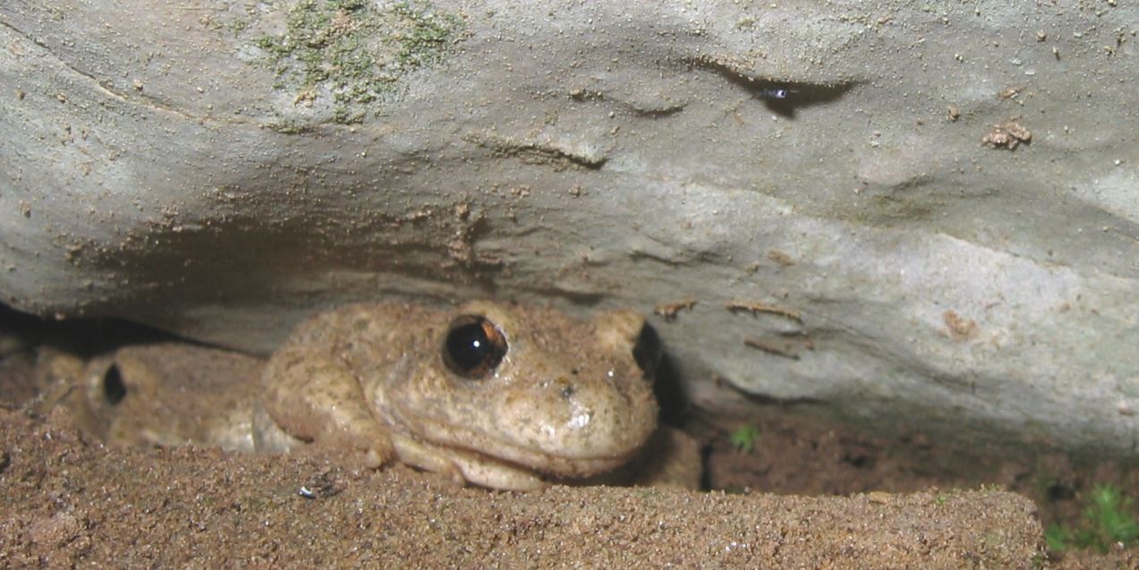 Alyte refugié sous une infractuosité ©S.Déjean
