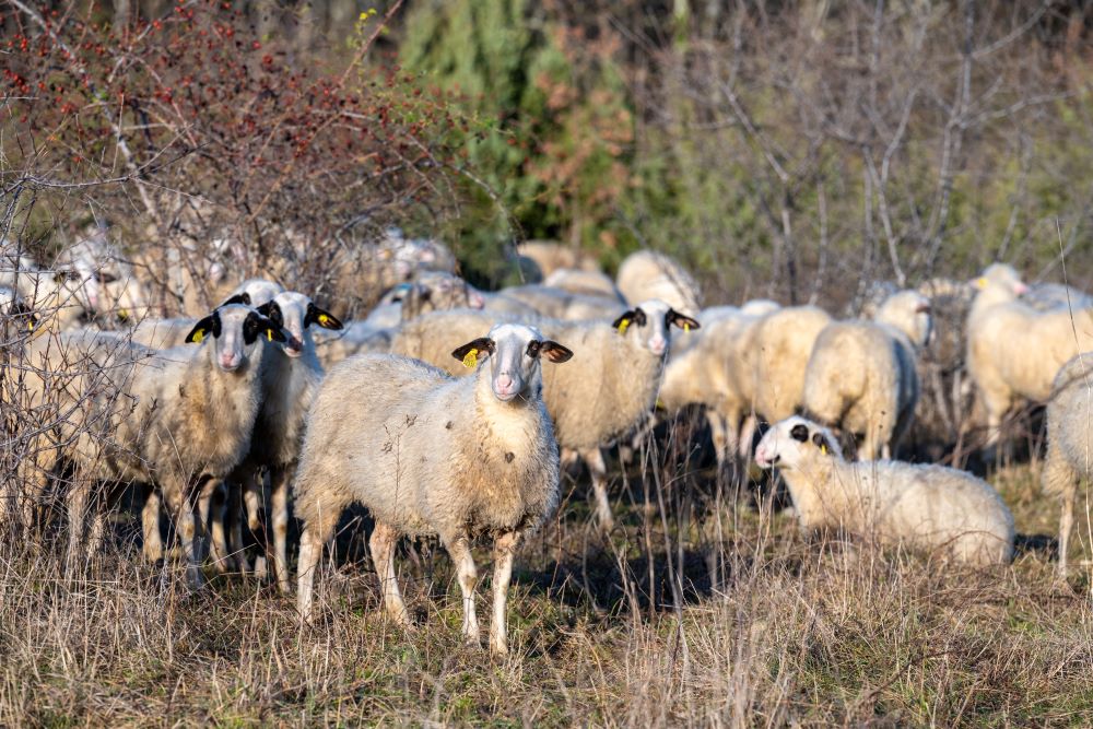 JB Dos Ramos © Département du Lot