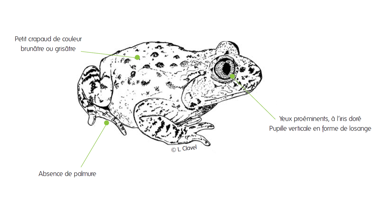 Dessin d'un crapaud accoucheur ©Laurent Clavel