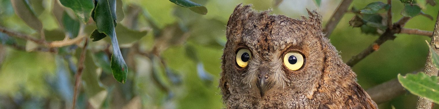 (c) Isabelle Cros - Quercy animalier