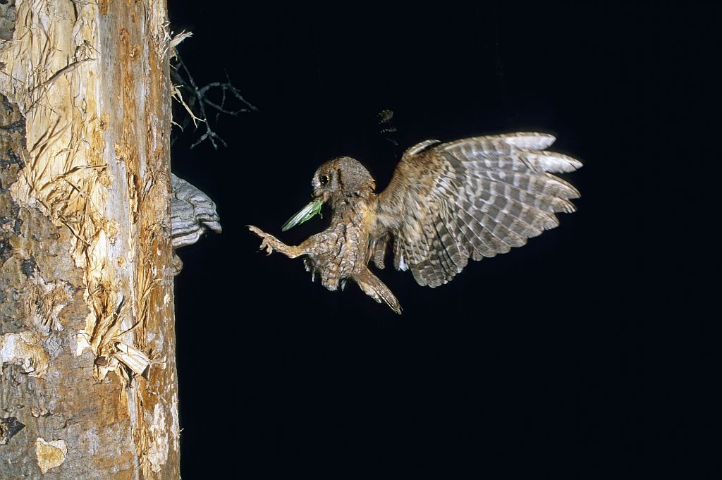 Hibou petit-duc, Petit-duc scops - nourrissage © Robert Chevalier - Parc national des Ecrins 