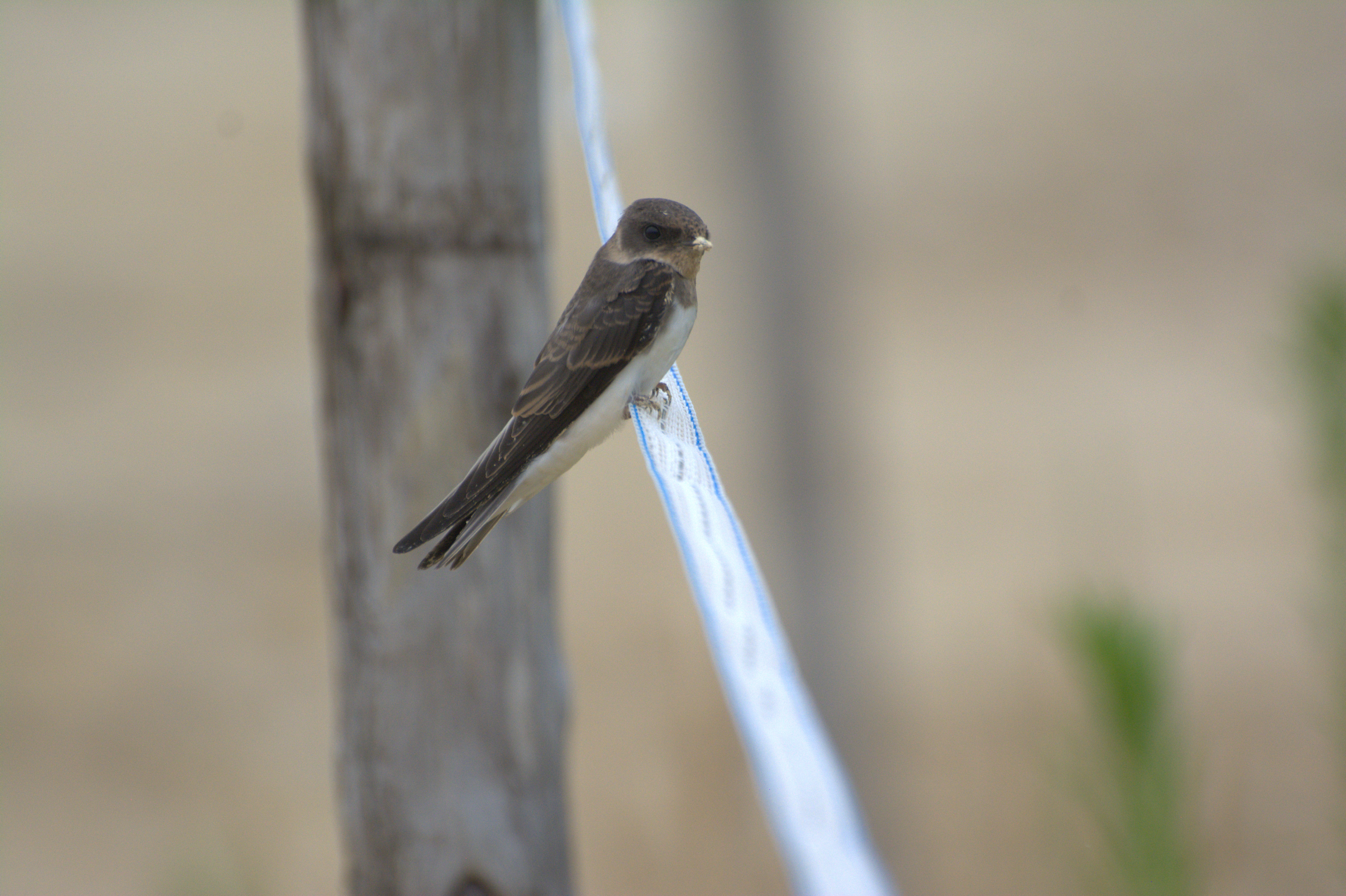 ©Lou-Anh Ravaine_LPO Occitanie DT Lot