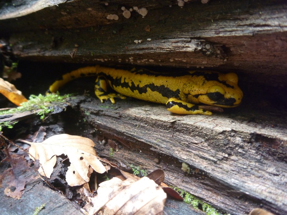 Salamandre dans son habitat naturel (c) Nicolas Gouix