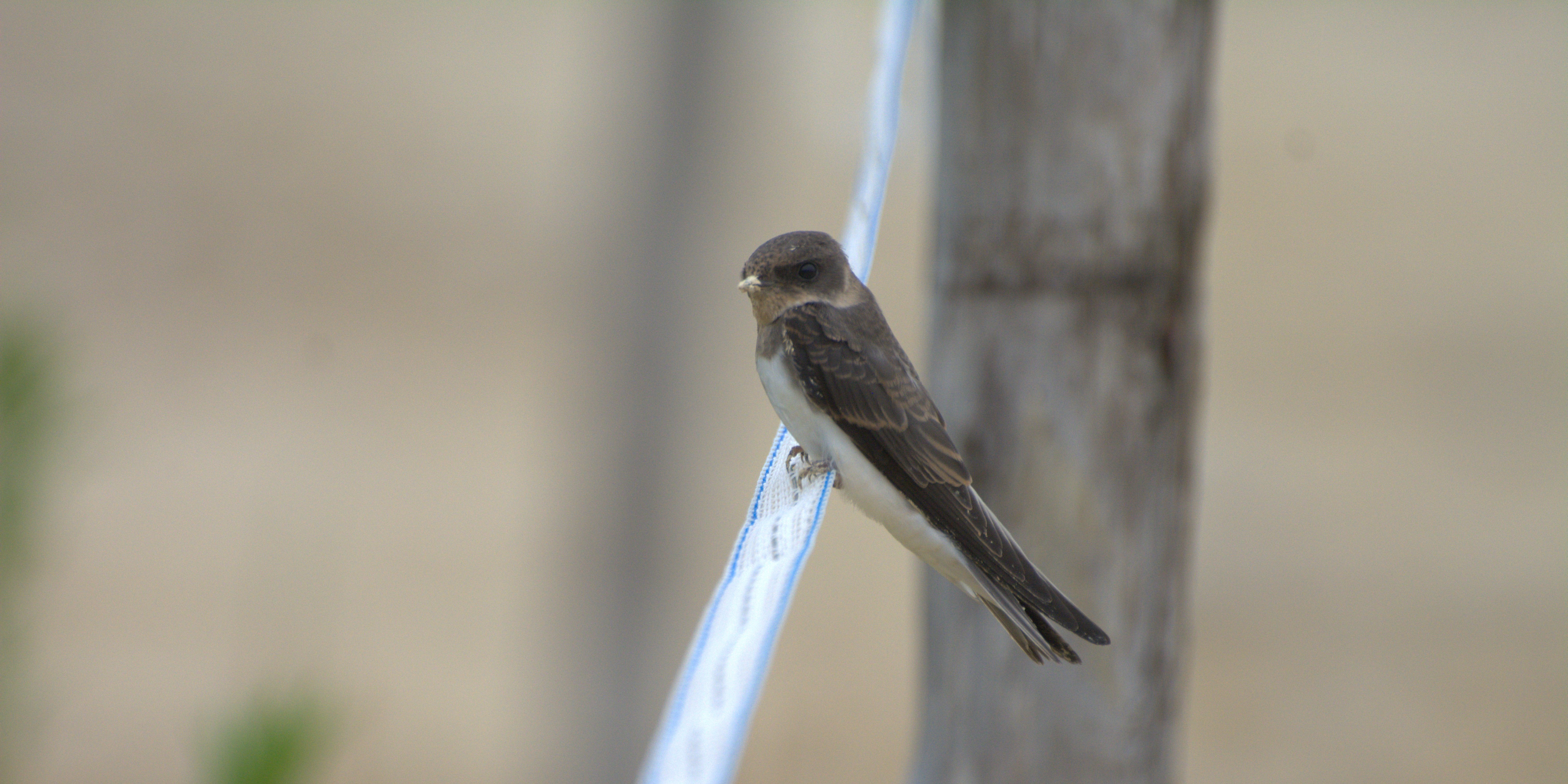 Hirondelle de rivage © Lou-Anh Ravaine_LPO Occitanie DT Lot