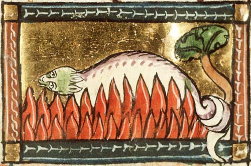 Une salamandre jetée dans le feu, sans brûler, illustration du 14e siècle (Bibliothèque Royale de la Haye).