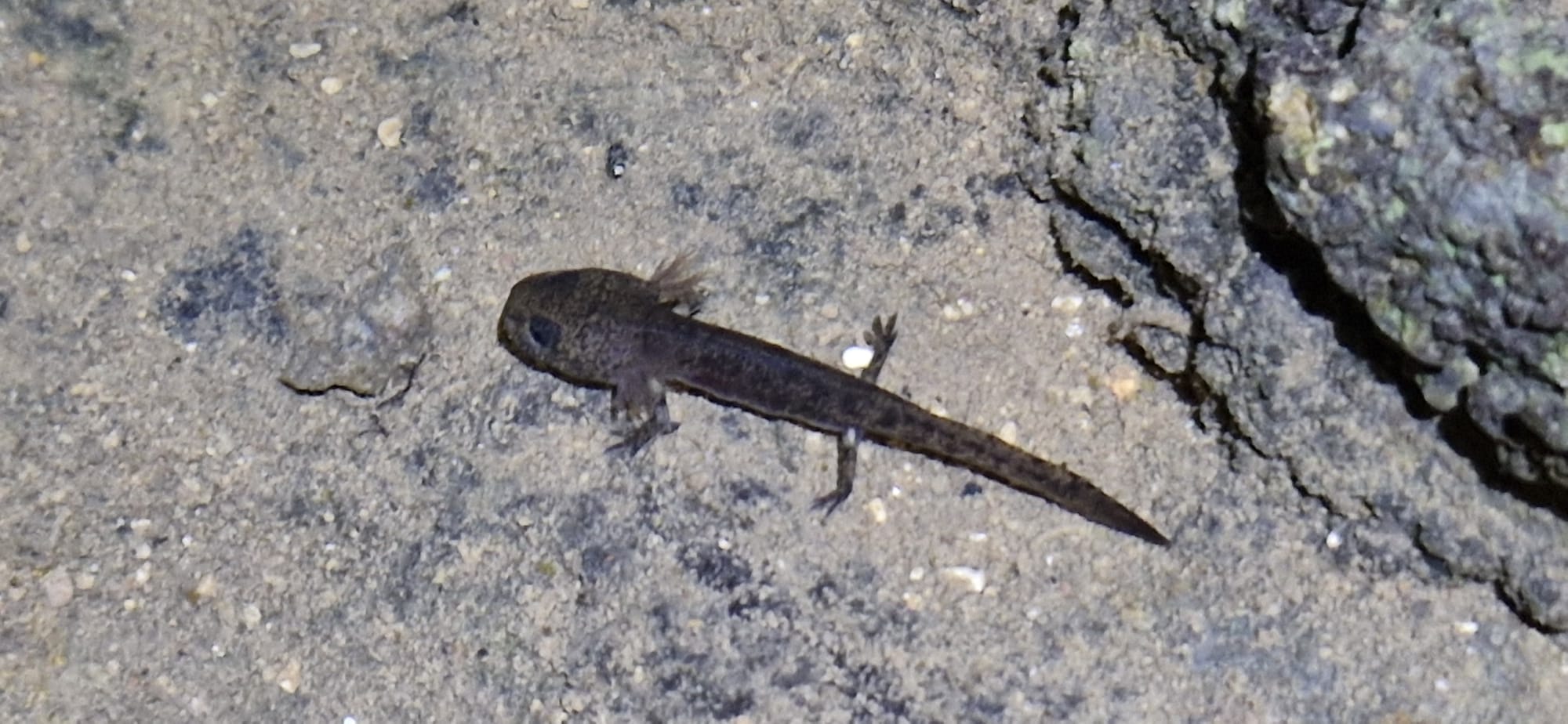 Une salamandre jetée dans le feu, sans brûler, illustration du 14e siècle (Bibliothèque Royale de la Haye).